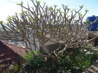 Levada Wanderung - Drachenbaum auf dem Haus