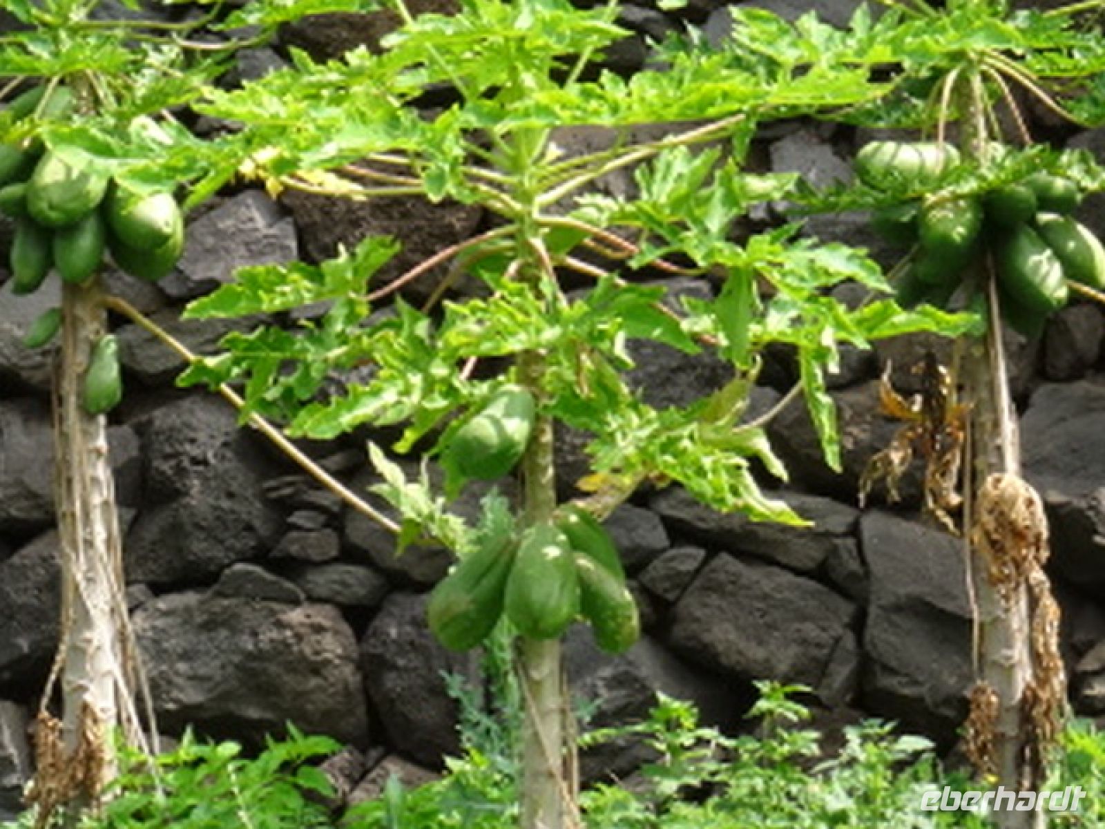 Faja dos Padres - Papaya
