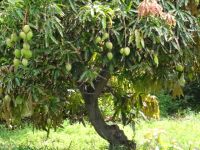 Faja dos Padres - Mangobaum