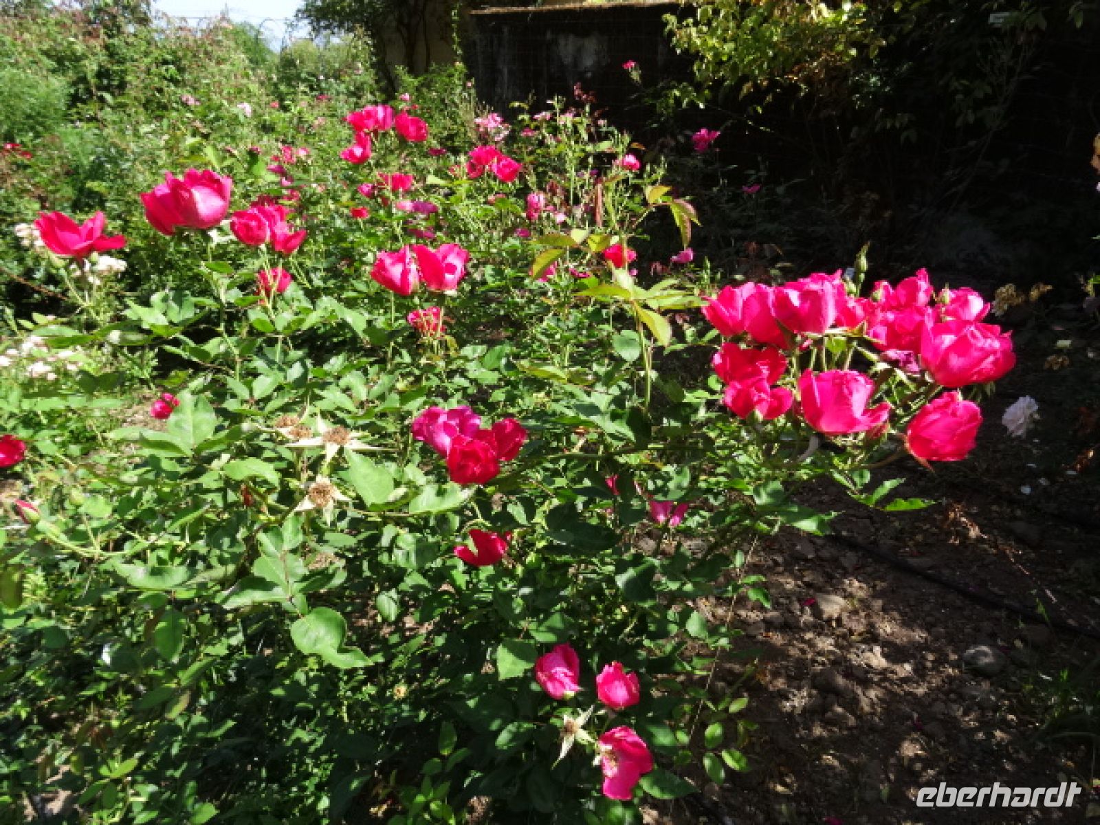 Arco de Sao Jorge - Rosarium