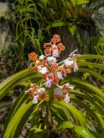 Entdeckungen im Botanischen Garten Funchal/Madeira