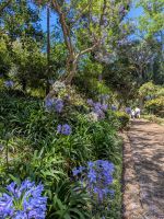 Schmucklilien im Botanischen Garten in Funchal/Madeira