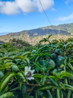 Passionsblume mit Früchten entlang der Levada von Marocos/Madeira