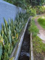 Levada von Marocos/Madeira 