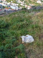 Wir treffen immer wieder auf Ziegen und Schafe bei unserer Wanderung/Levada von Marocos/Madeira