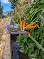 Strelitzien und Liebesblumen an der Levada von Marocos/Madeira