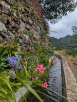 Blumen entlang der Levada von Marocos/Madeira