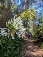 Wanderung entlang der Levada da Serro do Faial/Madeira
