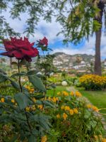 Botanischer Garten Quinta Spledida/Madeira
