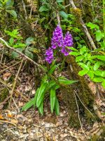 Madeira Knabenkraut bei unserer Wanderung im Lorbeerwald/Madeira