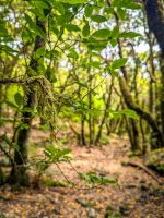 Wanderung im Lorbeerwald/Madeira