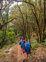 Wanderung im Lorbeerwald/Madeira