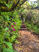 Wanderung im Lorbeerwald/Madeira