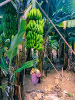 Bananenstauden in Madalena do Mar/Madeira