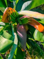 Bananenblüte in Madalena do Mar/Madeira