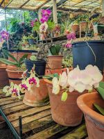 Quinta da Boa Vista Orchideengarten/Madeira