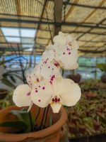 Quinta da Boa Vista Orchideengarten/Madeira