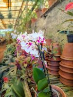 Quinta da Boa Vista Orchideengarten/Madeira