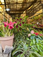 Quinta da Boa Vista Orchideengarten/Madeira