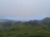 Mystischer Lorbeerwald.jpg