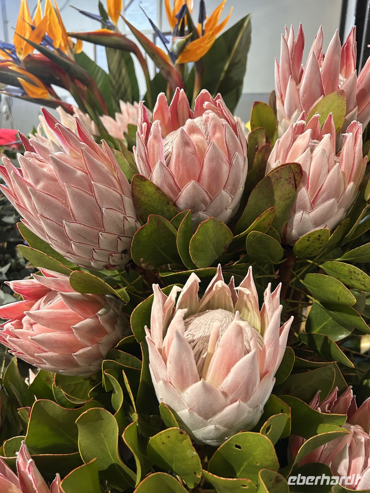 Protea auf dem Markt günstig zu kaufen  &ndash; &copy;  (Eberhardt TRAVEL)