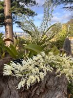 Orchideen  &ndash; &copy; Carola Gastmeier (Eberhardt TRAVEL)