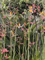 Blandys Garten  &ndash; &copy; Carola Gastmeier (Eberhardt TRAVEL)