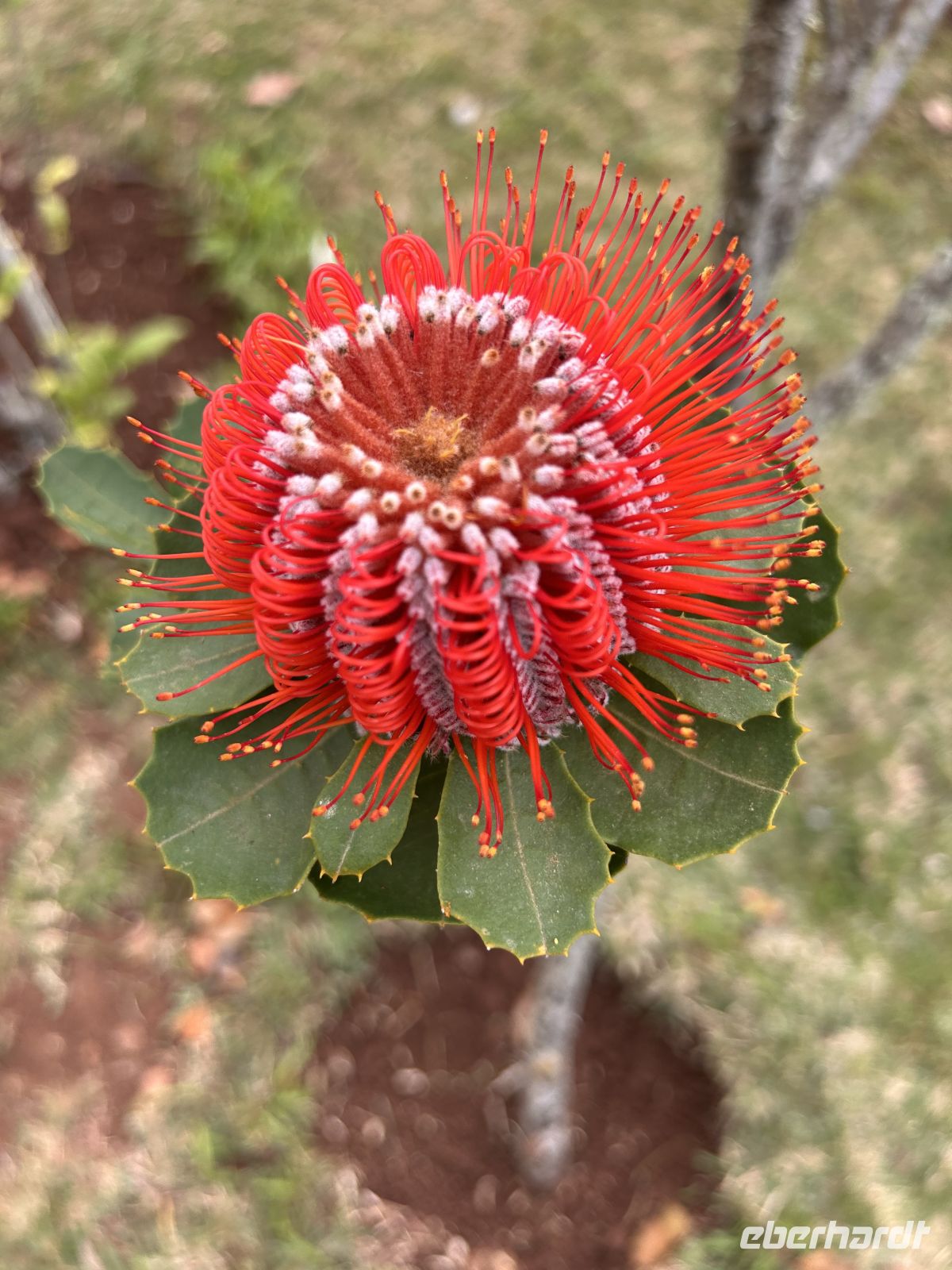 Protea  &ndash; &copy;  (Eberhardt TRAVEL)