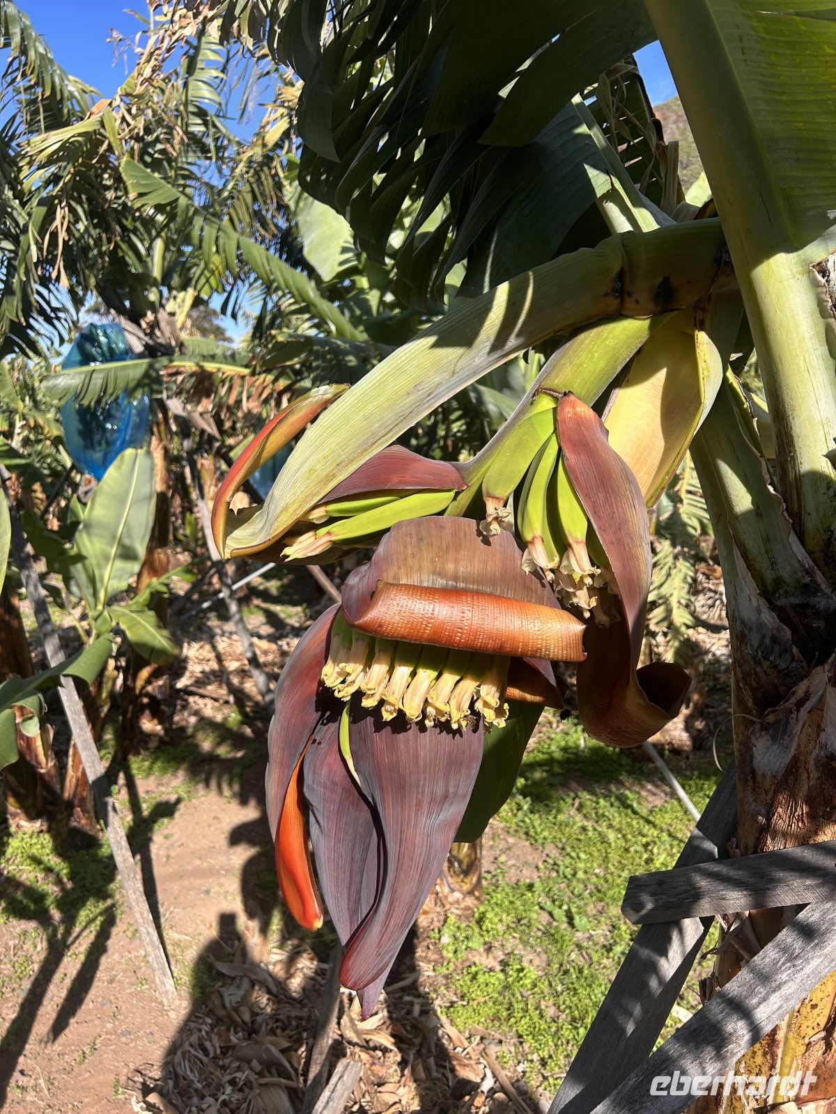 Bananen entstehen  &ndash; &copy;  (Eberhardt TRAVEL)