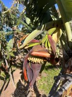 Bananen entstehen  &ndash; &copy; Carola Gastmeier (Eberhardt TRAVEL)