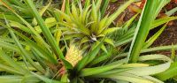 Ananas