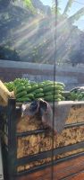 Bananenernte