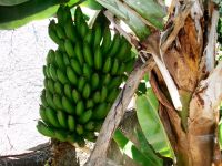 Bananenstaude