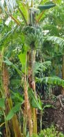 Bananenstaude
