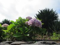 Blüten der Natur