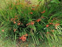 Blandys Garten