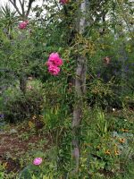 Blandys Garten