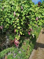 Blandys Garten