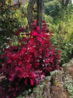 Blandys Garten