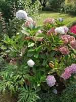 Blandys Garten
