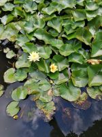 Blandys Garten