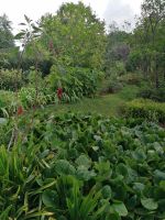 Blandys Garten