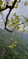 Blaufink am Palcoes