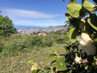 Blick auf Funchal