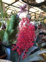 Blumenpracht 