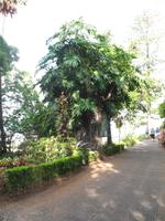 Botanische Garten 