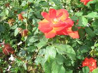 Botanische Garten 