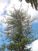 Botanische Garten 
