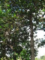 Botanische Garten 