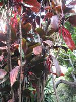 Botanische Garten 